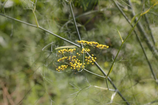 Gros Plan Plante Fenouil Jaune — Photo