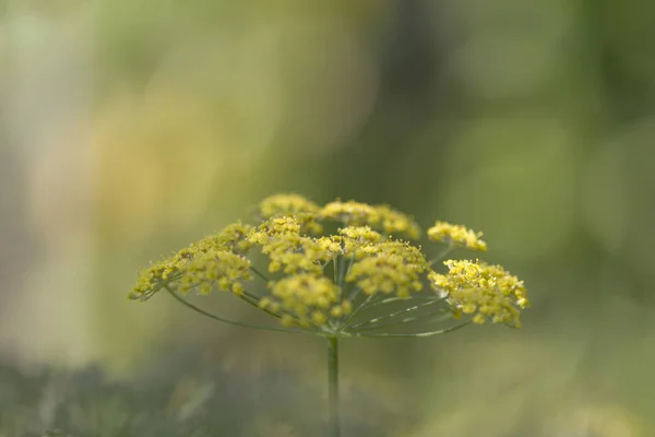 Nahaufnahme Der Gelben Fenchelpflanze — Stockfoto