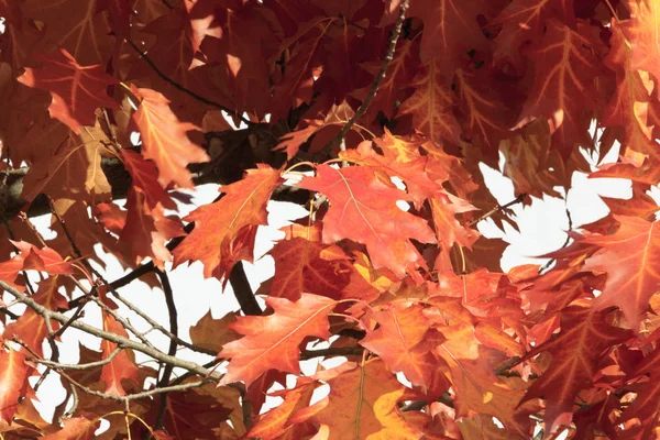 Close Red Autumn Leaves Oak Branches — Stock Photo, Image