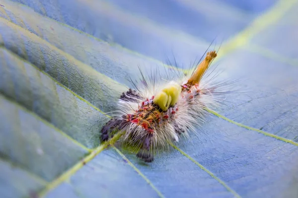 ヒメシロモンドクガ Antiqua の葉の上のクローズ アップ — ストック写真