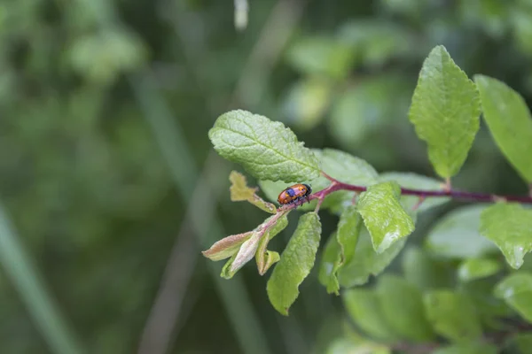 Beetle Leaves Selective Focus — Stock Photo, Image