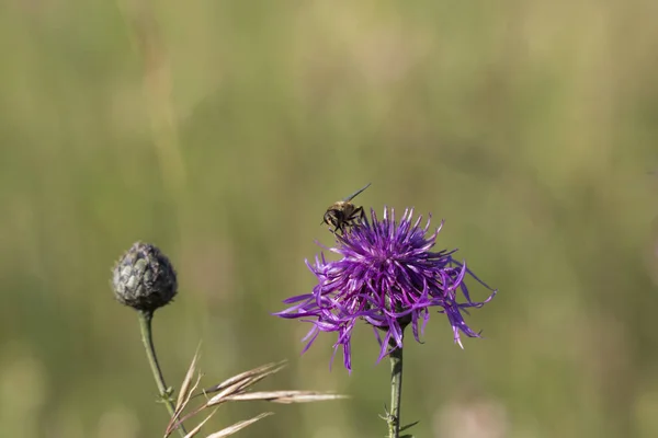 Nahaufnahme Der Distelblume Mit Biene Hintergrund Mit Weichem Fokus — Stockfoto