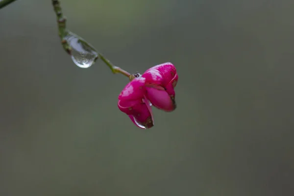 Detail Růžový Květ Selektivní Ostření — Stock fotografie
