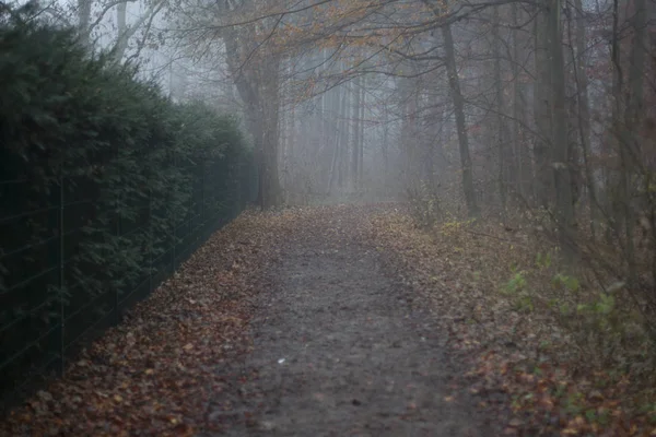 Vista Panorâmica Floresta Outono Nevoeiro — Fotografia de Stock