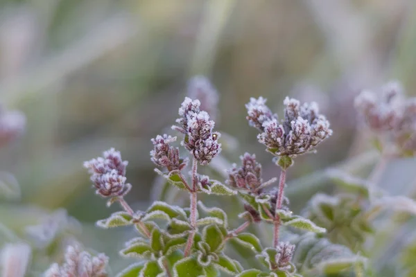 Nahaufnahme Von Blättern Mit Weißem Frost — Stockfoto