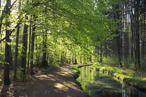 Vista Panorámica Del Bosque Verde Verano —  Fotos de Stock