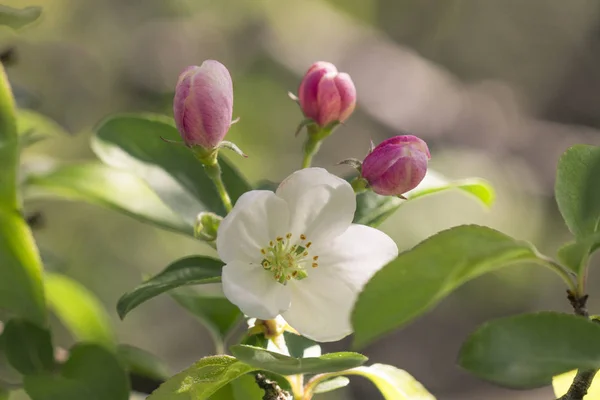 Close Apple Blossom Branch — Stock Photo, Image