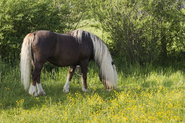 Černý Les Foal Selektivní Zaměření — Stock fotografie