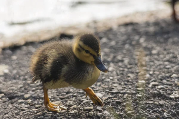 close-up of duckling swimming in river selective focus