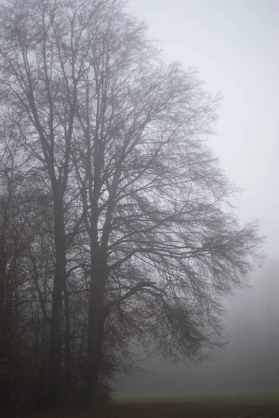Festői Kilátással Őszi Erdők Ködben — Stock Fotó