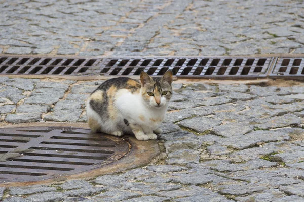 Pouliční Kočka Sedí Město Chodník — Stock fotografie
