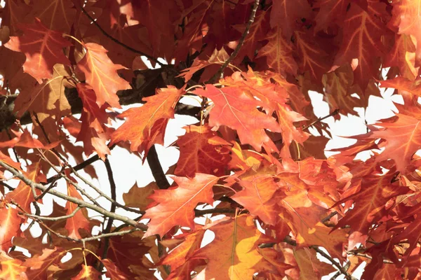 Close Red Autumn Leaves Oak Branches — Stock Photo, Image