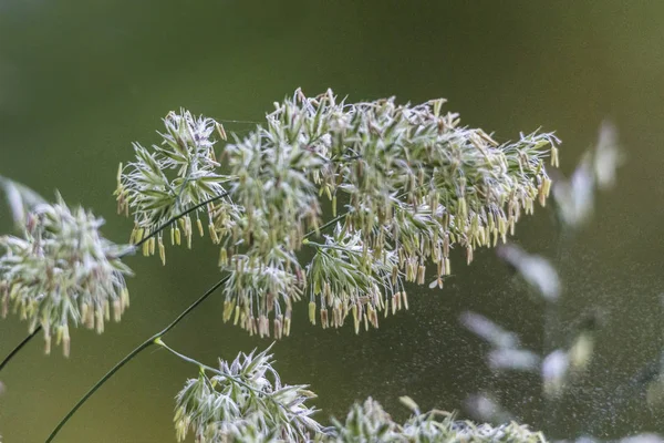 Nahaufnahme Von Wildem Gras Mit Pollen — Stockfoto