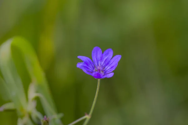 Kwitnący Geranium Pyrenaicum Selektywne Skupienie — Zdjęcie stockowe