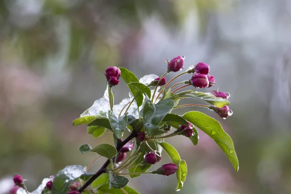 Apple Tree Blooming Selective Focus — Stock Photo, Image