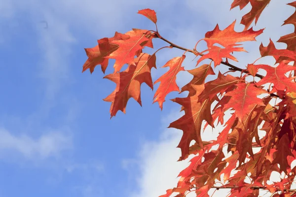 Close Colorful Autumn Leaves — Stock Photo, Image