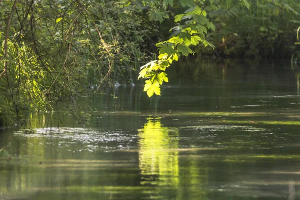 Folhas Luminosas Sobre Lago Foco Seletivo — Fotografia de Stock