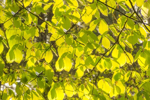 Close Folhas Primavera Verde — Fotografia de Stock