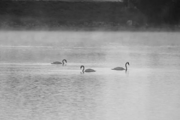 Drei Schwäne Schwimmen Auf Dem Wasser Des Sees — Stockfoto