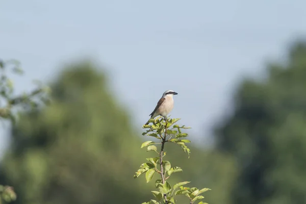 Czerwony Kopii Shrike Siedząc Gałęzi Drzewa — Zdjęcie stockowe