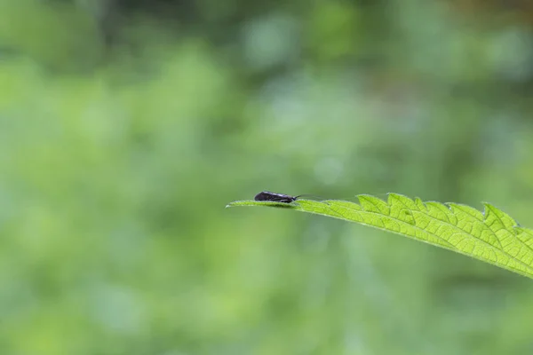 Close Pequeno Besouro Folha Verde — Fotografia de Stock