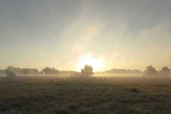 Вид Утреннего Тумана Поле Деревьями — стоковое фото