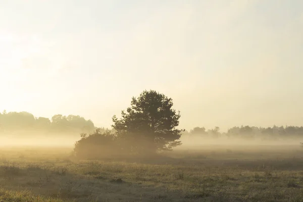 View Morning Fog Field Trees — Stock Photo, Image