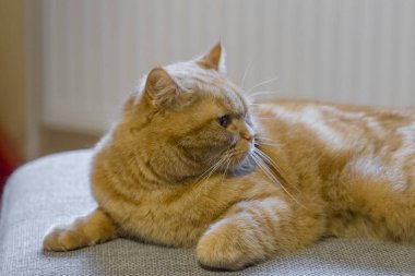 Kırmızı İngiliz kısa saç kedi portresi