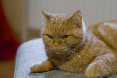 Kırmızı İngiliz kısa saç kedi portresi