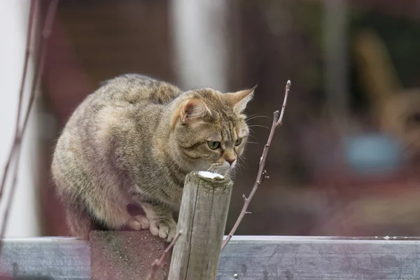 Mourovatá Kočka Domácí Sedí Bráně — Stock fotografie