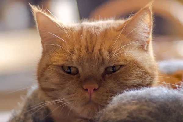 Portrét Cat Červené Britské Krátké Vlasy — Stock fotografie