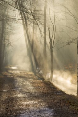 Fog rising on sunny winter morning from creek on forest road clipart