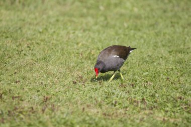 Çim, seçici odak gıda arıyorum moorhen