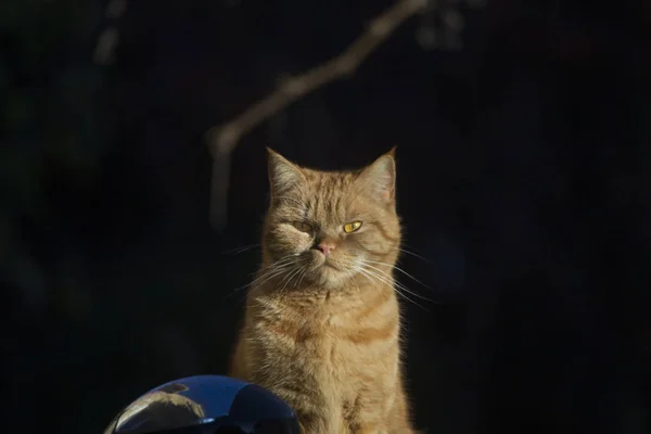 British Shothair Cat Enjoying Sun Dark Background — стоковое фото