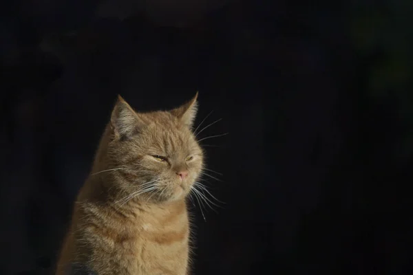 Британський Shothair Кіт Насолоджуючись Сонцем Темному Тлі — стокове фото