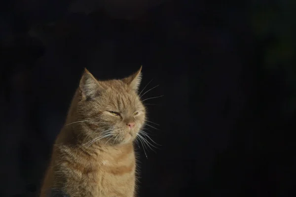 Britânico Shothair Gato Apreciando Sol Fundo Escuro — Fotografia de Stock