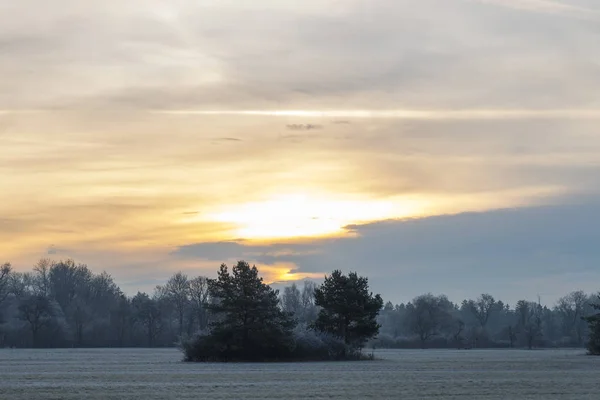Сонце Сходить Хмарне Небо Кущами Деревами Лузі Взимку — стокове фото