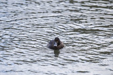 Tek tepeli seçici odak suda yüzen ördek