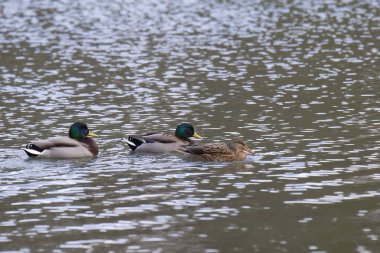 Suda yüzen ördekler, yakın çekim