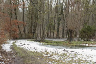 Orman yolu kar ve su dolu çayırlar ile küçük akışı