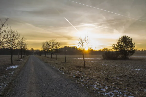 sun rising over partially snowy fields behind row of trees