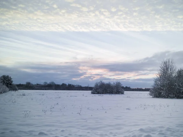 Malowniczy Widok Snowy Łąka Krzewów — Zdjęcie stockowe
