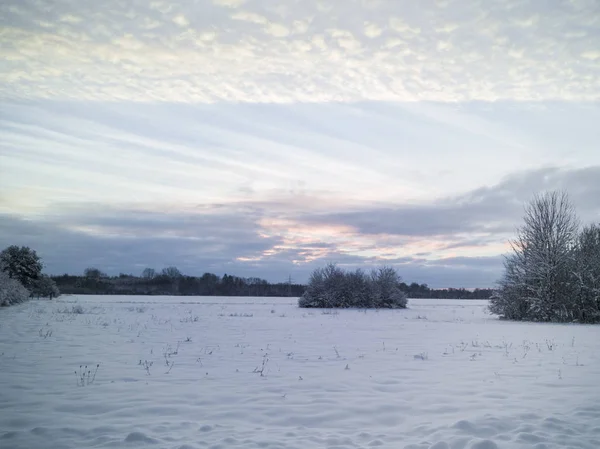 Vue Panoramique Sur Prairie Enneigée Avec Buissons — Photo