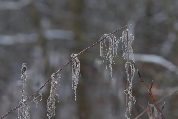 Getrocknete Brennereiblumen Winter Selektiver Fokus — Stockfoto