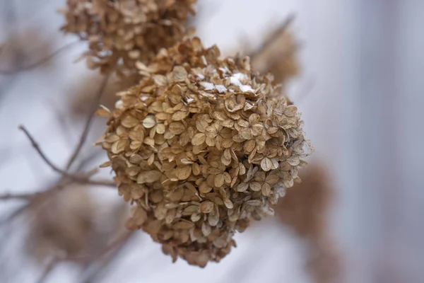 Gedroogde Bloemen Een Van Hortensia Winter Selectieve Focus — Stockfoto