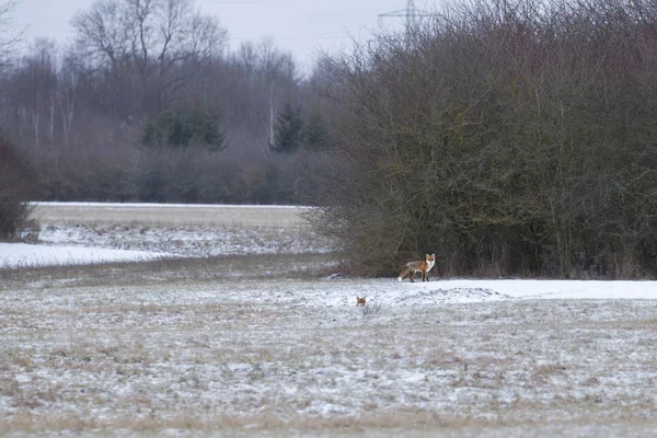 Rotfüchse Auf Verschneiter Wiese Waldrand — Stockfoto