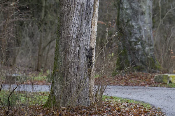 Écureuil Européen Brun Automne Sur Arbre Entre Des Branches Sans — Photo