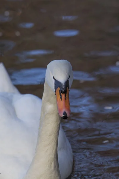 Retrato Cisne Blanco Agua Enfoque Selectivo — Foto de Stock