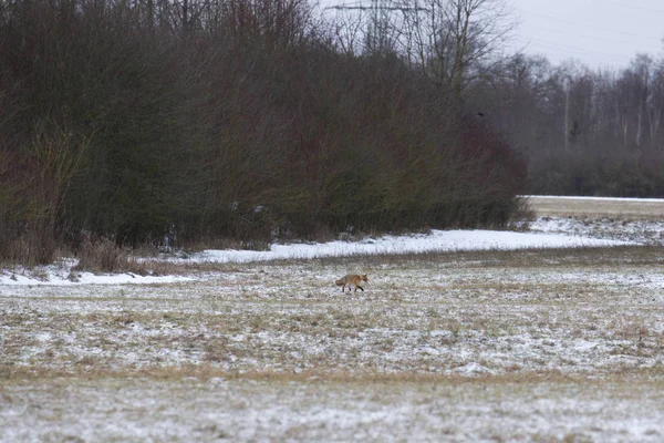 Rotfüchse Auf Verschneiter Wiese Waldrand — Stockfoto