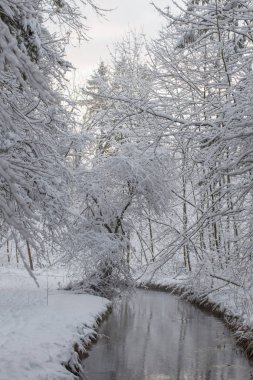 Derin karlı orman yolu kışın bir akışı